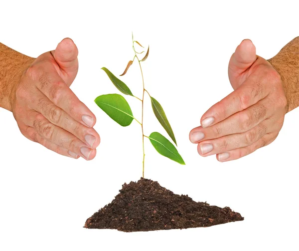 Tree seedling protected by hands — Stock Photo, Image