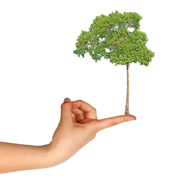 Tree on finger — Stock Photo, Image
