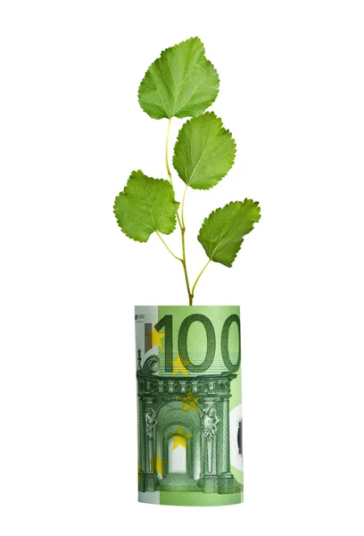 Tree growing from euro bill — Stock Photo, Image