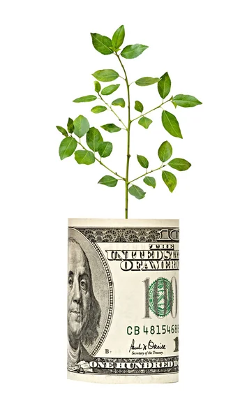 Baum wächst aus Dollarschein — Stockfoto
