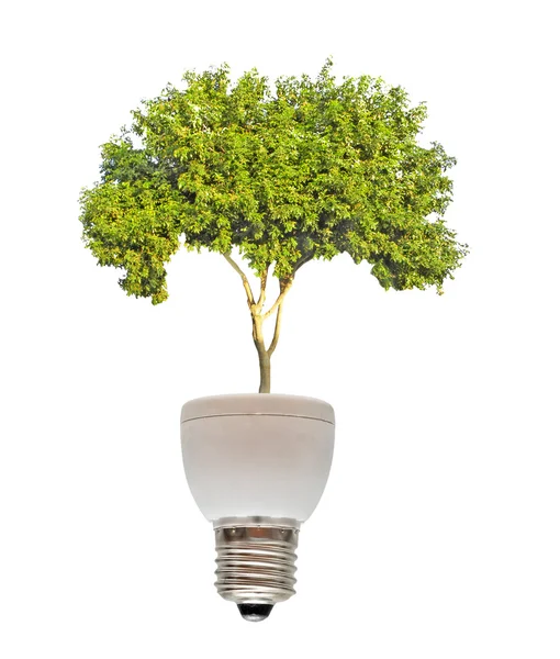 Floresan lamba tabanından büyüyen ağacı — Stok fotoğraf