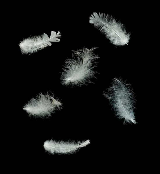 Κοντινό πλάνο λευκά φτερά — Φωτογραφία Αρχείου