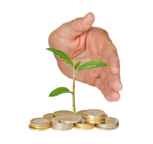 Hand protecting tree growing from pile of coins — Stock Photo, Image