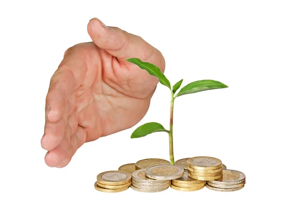 Hand protecting tree growing from pile of coins — Stock Photo, Image