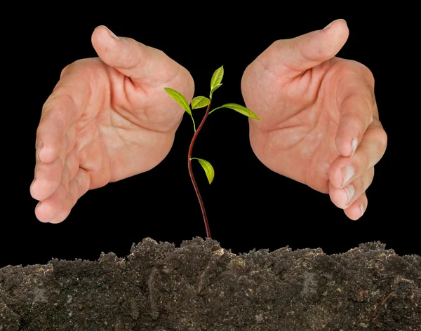 stock image Avocado seedling protected by hands