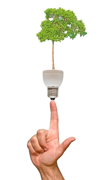 Baum in Lampe — Stockfoto