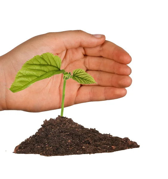 Tree seedling protected by hand — Stock Photo, Image