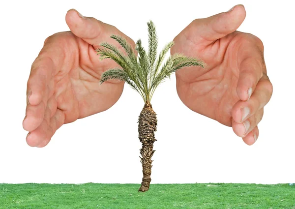 Palm protected by hands — Stock Photo, Image