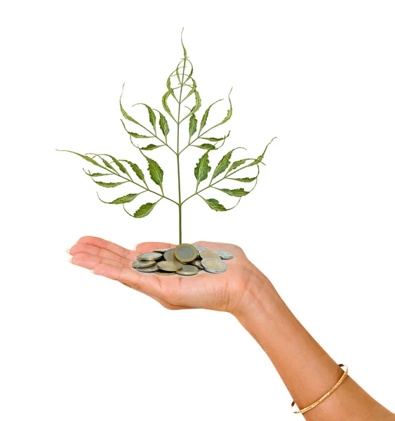 Palm with a tree growing from pile of coins — Stock Photo, Image