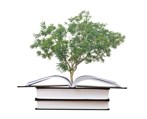 Tree growing from a book — Stock Photo, Image