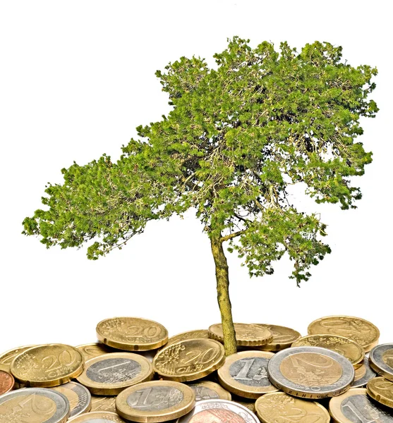 Pijnboom groeien uit de stapel van munten — Stockfoto