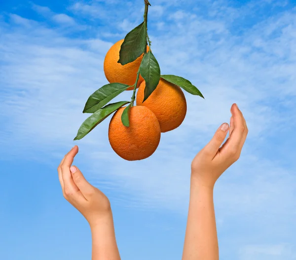Ramo com laranjas — Fotografia de Stock