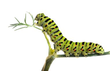 Caterpillar on grass isolated on white background clipart