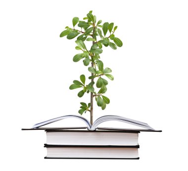 Açık kitap büyüyen bitki