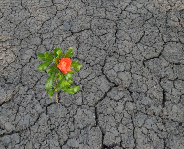 Flower growing from barren land clipart