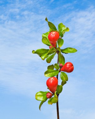 Nar dalı tomurcukları ile