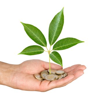 palmiye ağacı dar kazık sikke ile