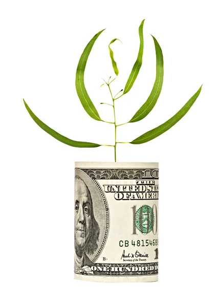Germoglio albero in crescita da dollaro fattura — Foto Stock