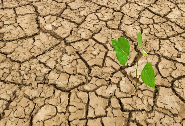 Onvruchtbaar land op zomer — Stockfoto