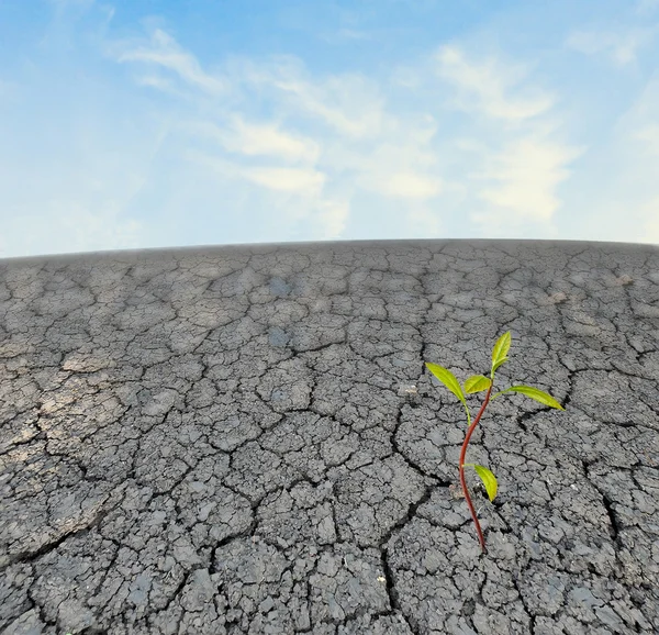 Avokádový semenáčků rostou z pustiny — Stock fotografie