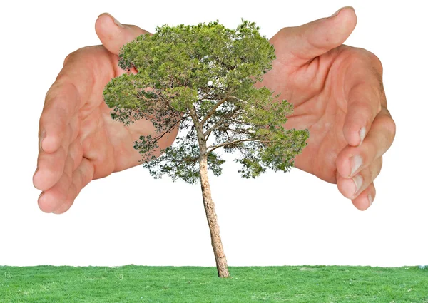 Pine tree protected by hands — Stock Photo, Image