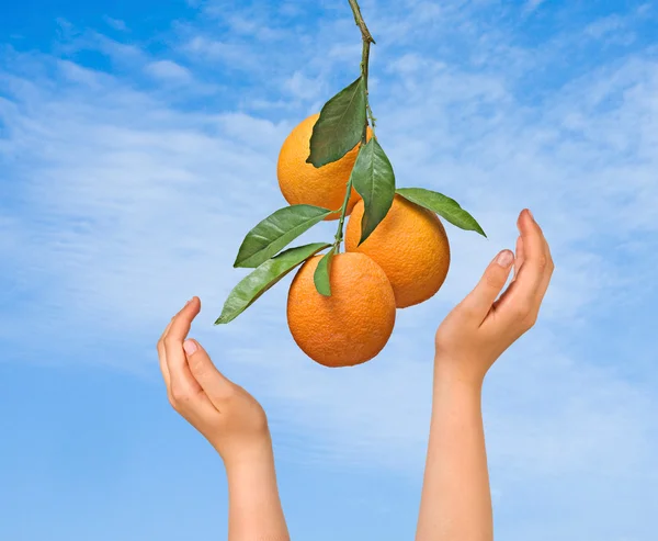 Branch with oranges — Stock Photo, Image