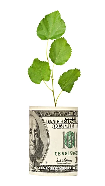 Strzelać drzewo rośnie od dolara — Zdjęcie stockowe