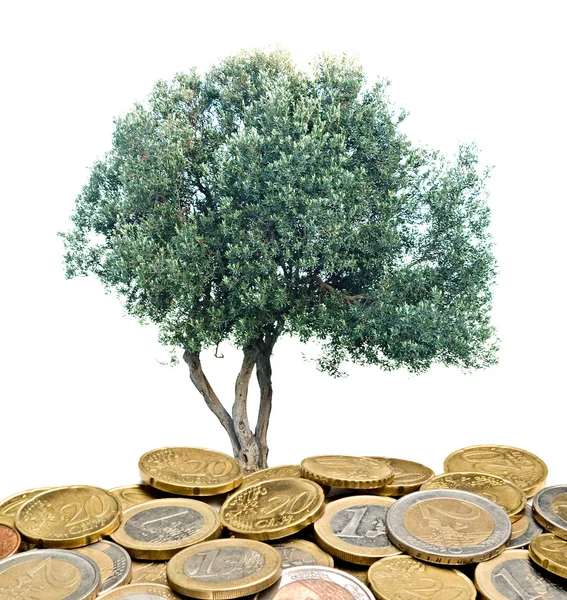 Olivovník pěstování z hromady mincí — Stock fotografie