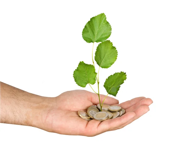 Palm with a tree growng from pile of coins — Stock Photo, Image