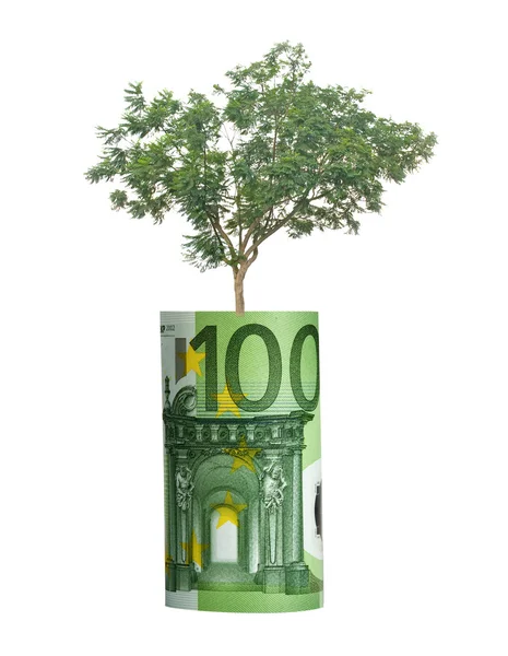 从欧元条例草案生长的树 — 图库照片