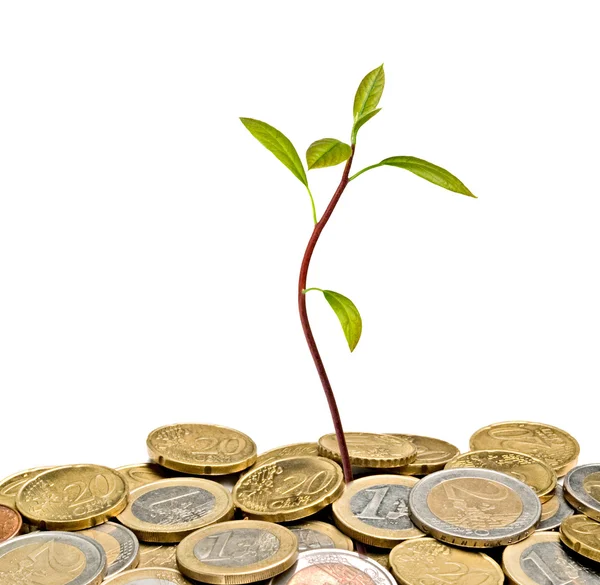 Avocado seedling growing from pile of coins — Stock Photo, Image