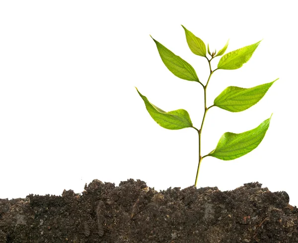 Seedling growing from soil — Stock Photo, Image