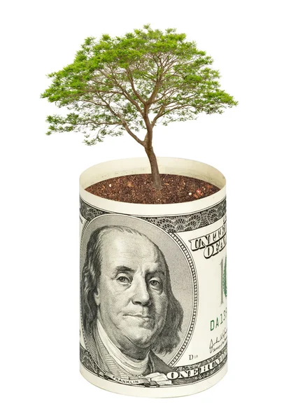 Baum wächst aus Dollarschein — Stockfoto