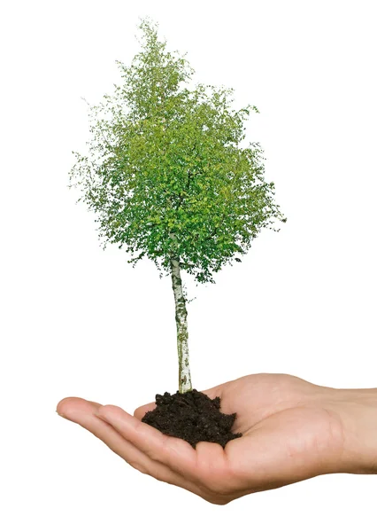 손에 자연 potection의 상징으로 나무 — 스톡 사진