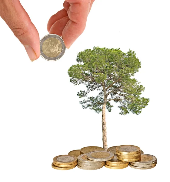 Pine tree growing from coins — Stock Photo, Image