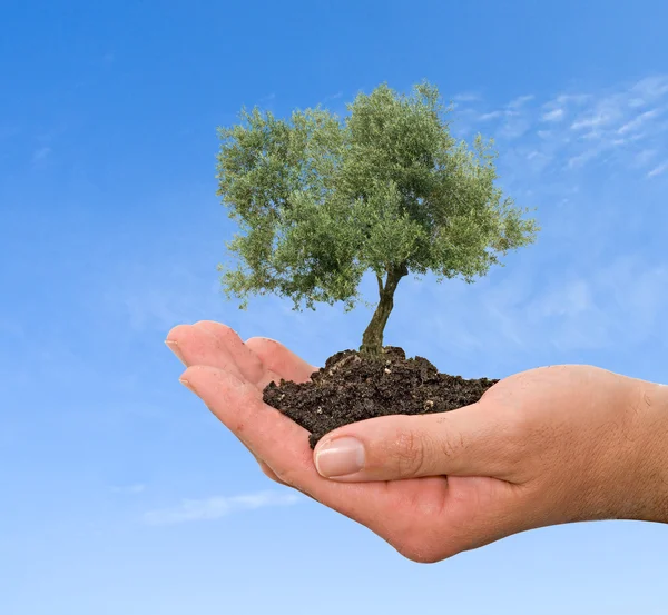 Olivträd i handen som en gåva av jordbruk — Stockfoto