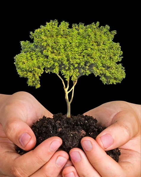 Strom v dlaních jako symbol ochrany přírody — Stock fotografie