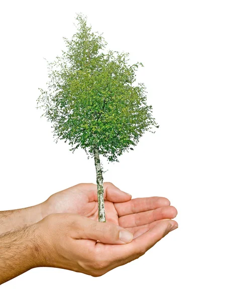 Baum in den Händen — Stockfoto