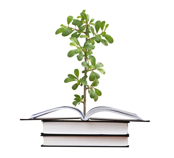 Planta que crece de libro abierto — Foto de Stock