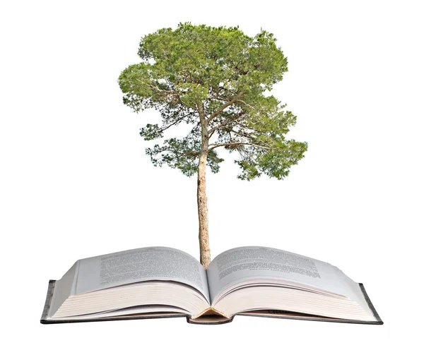 Pine tree growing from book — Stock Photo, Image