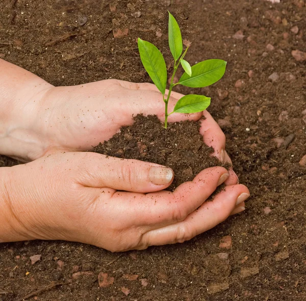 Mulher plantando brotos cítricos — Fotografia de Stock