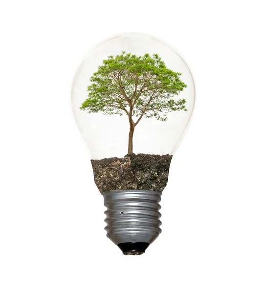 Träd i lampan — Stockfoto