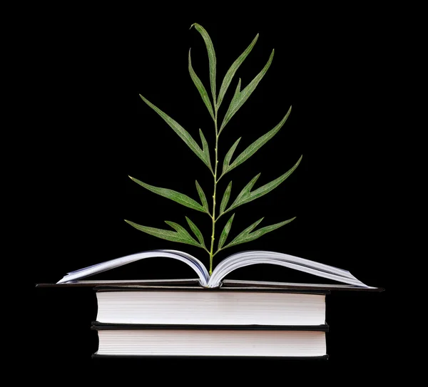 Σπορόφυτο δέντρο, αυξανόμενος από ένα ανοιχτό βιβλίο — Φωτογραφία Αρχείου