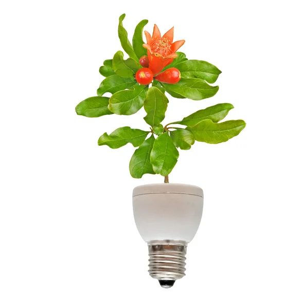 Tree growing from base of fluorescent lamp — Stock Photo, Image