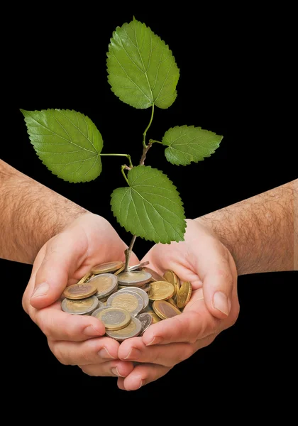 Palms with a tree growng from pile of coins — Stock Photo, Image
