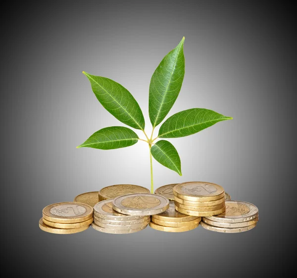 Sapling in coin — Stock Photo, Image