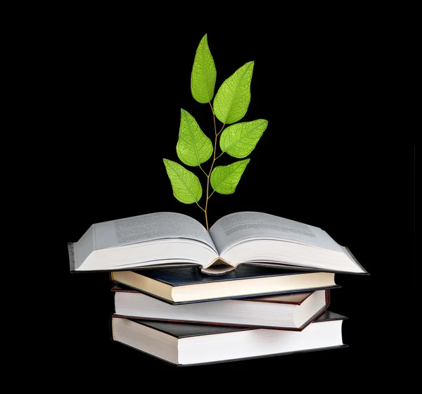 Саджанець дерев, що росте з відкритої книги — стокове фото