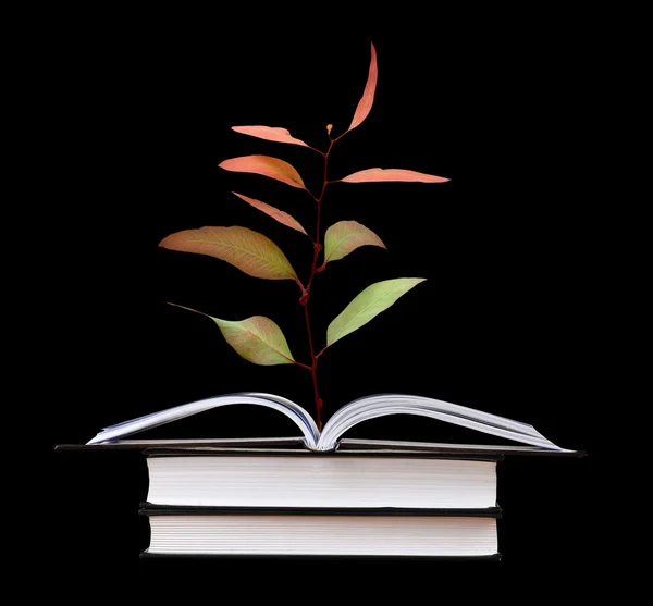 Mudas de árvores crescendo a partir de um livro aberto — Fotografia de Stock