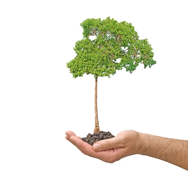 Strom v dlani jako symbol ochrany přírody — Stock fotografie