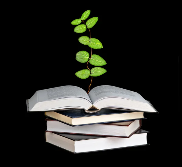 Растение, растущее из открытой книги — стоковое фото